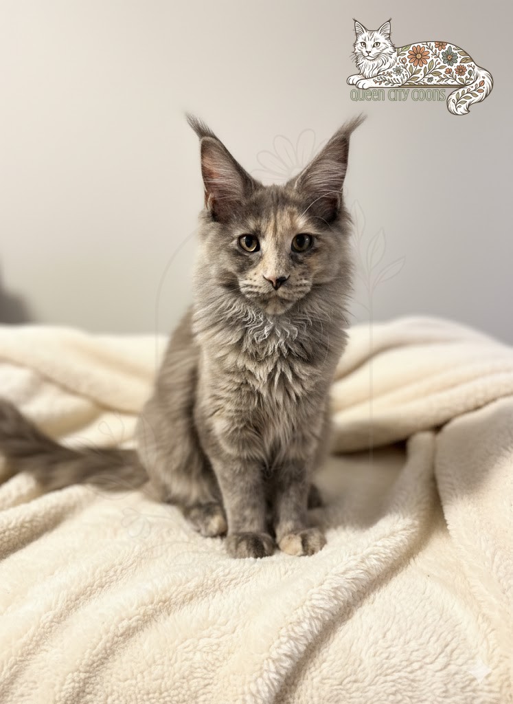 Queen Aurora