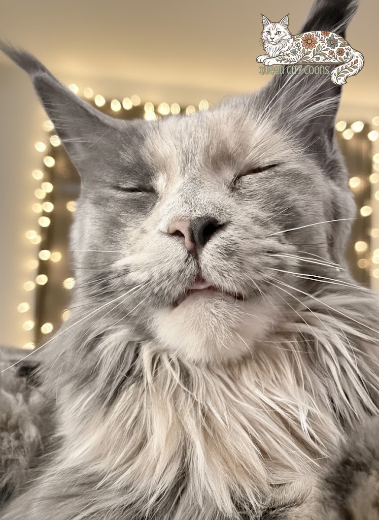 Queen Aurora