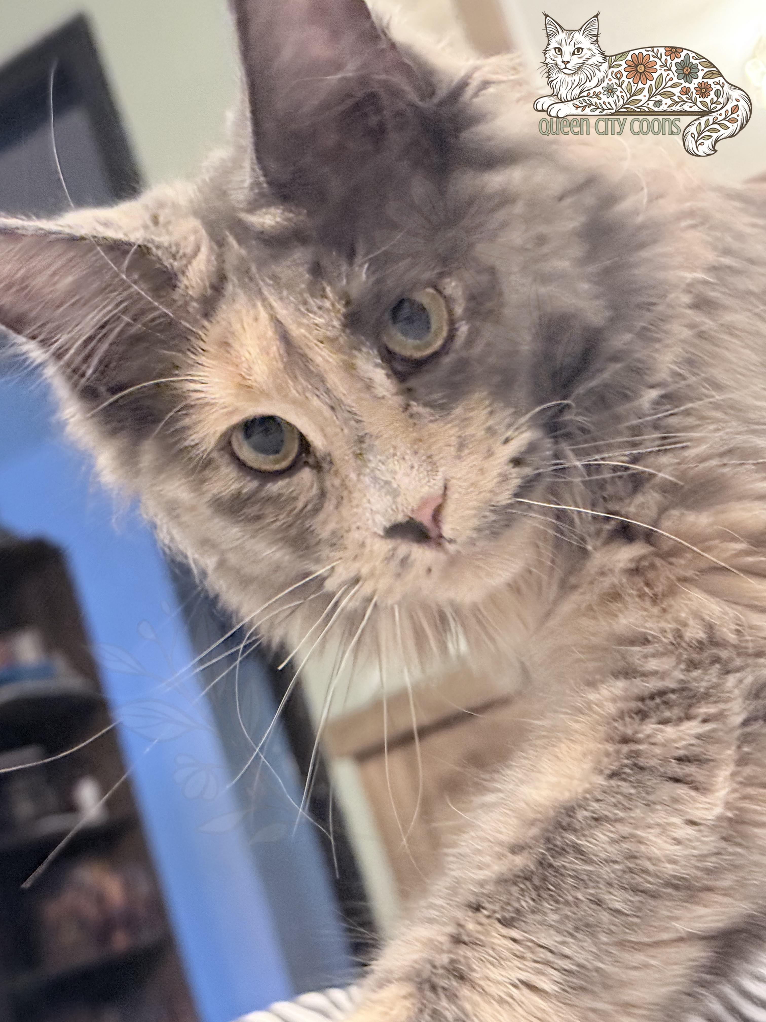 Queen Aurora