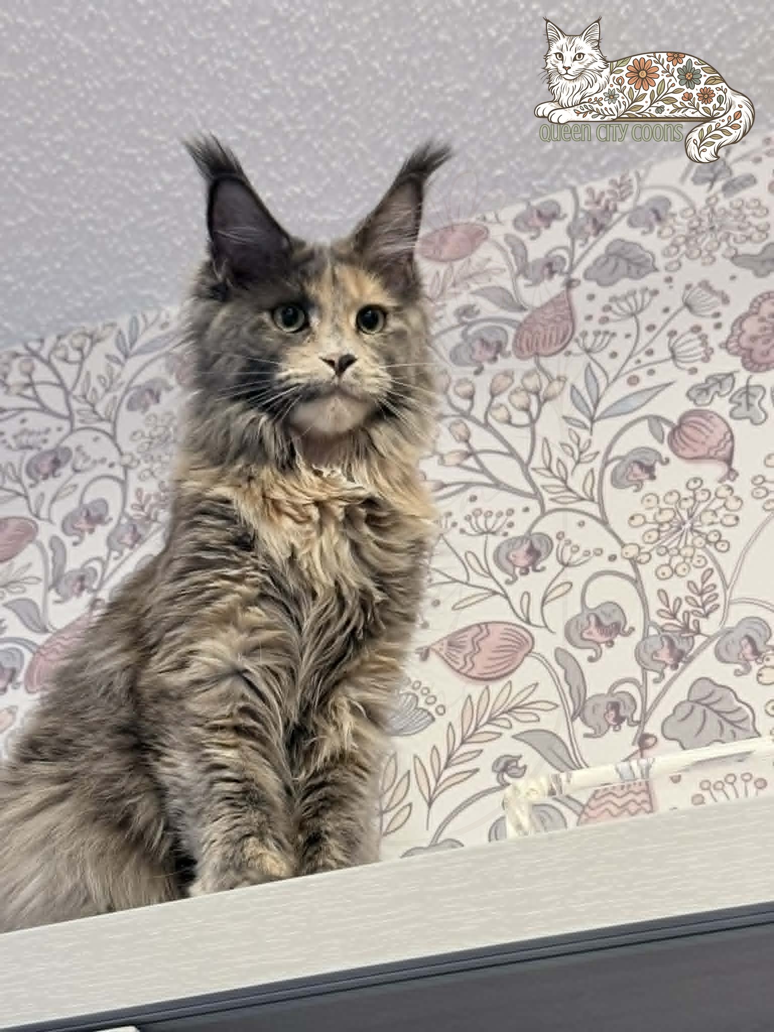 Queen Aurora