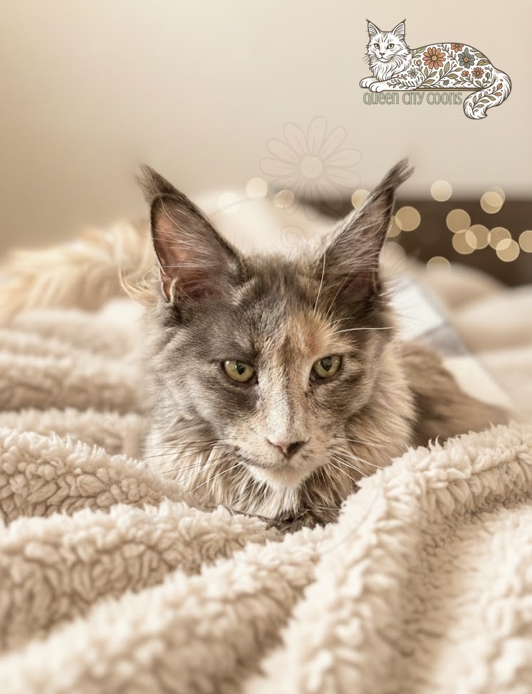 Queen Aurora