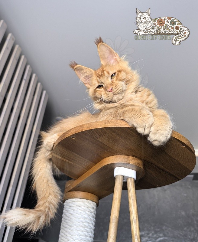 King Zeus