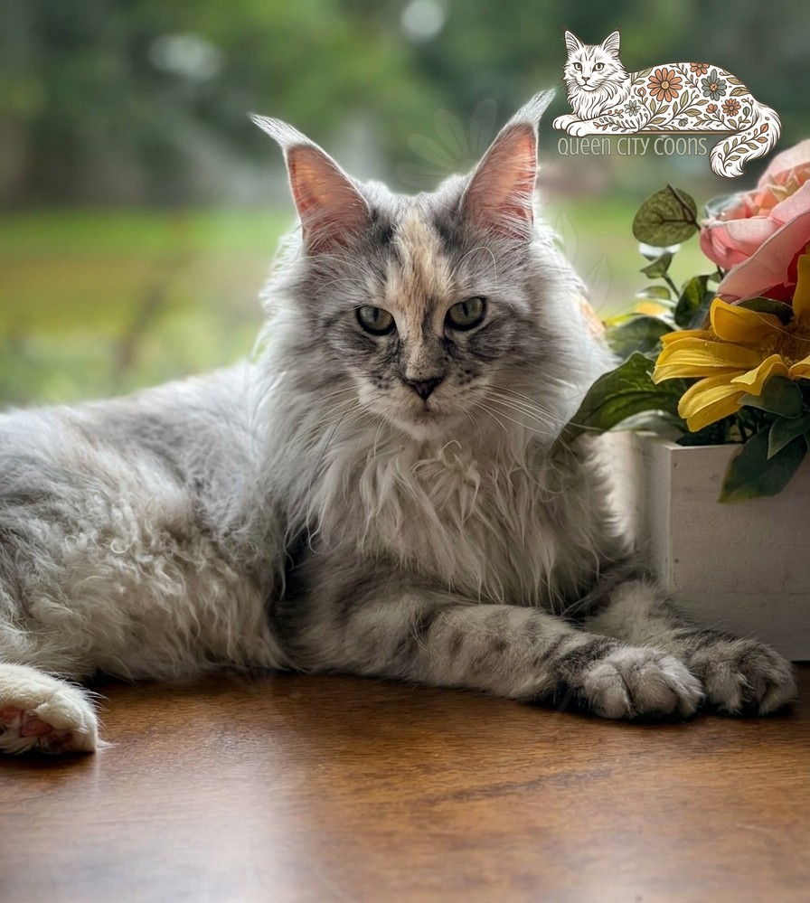 Queen Iris