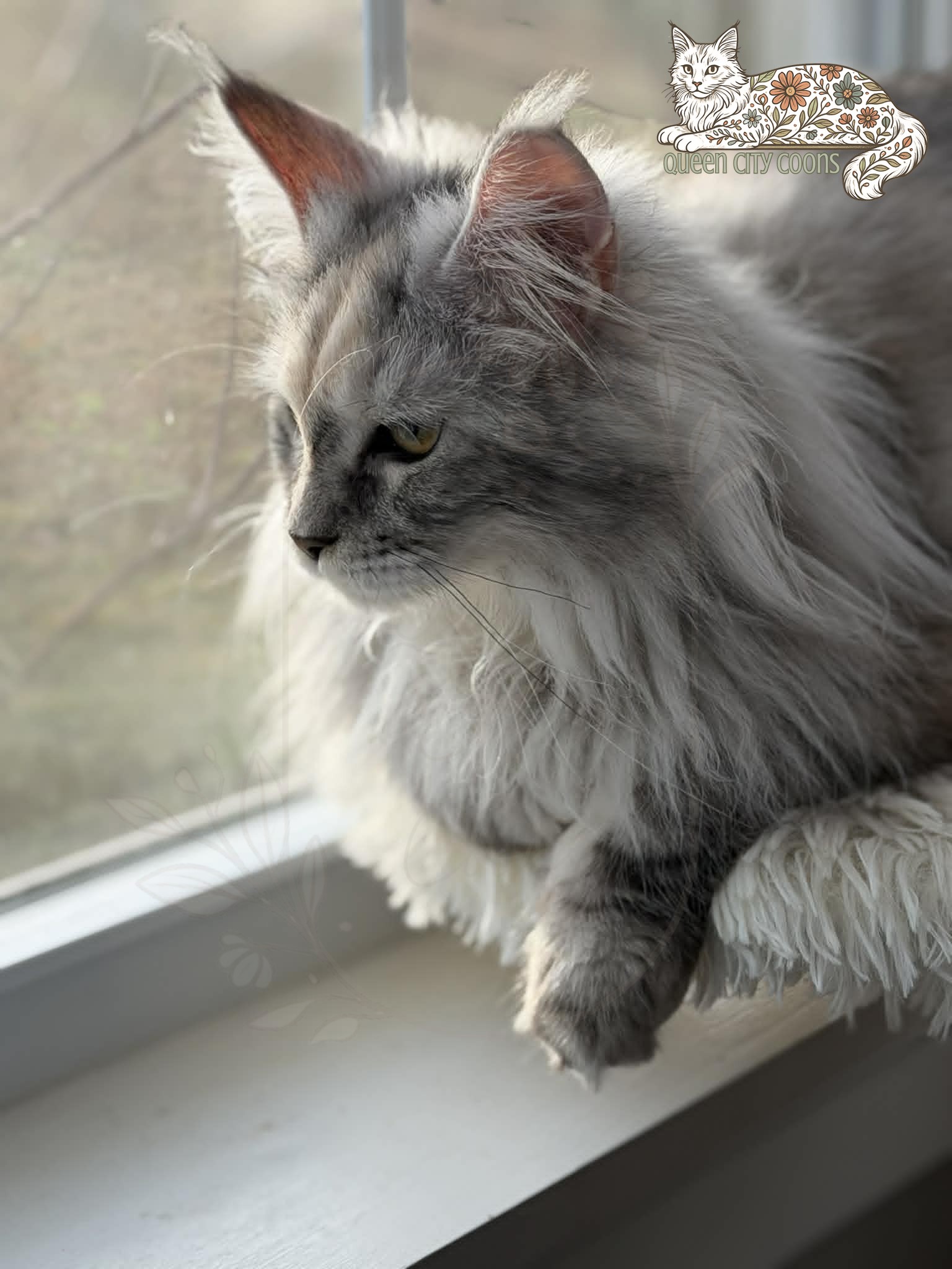 Queen Iris