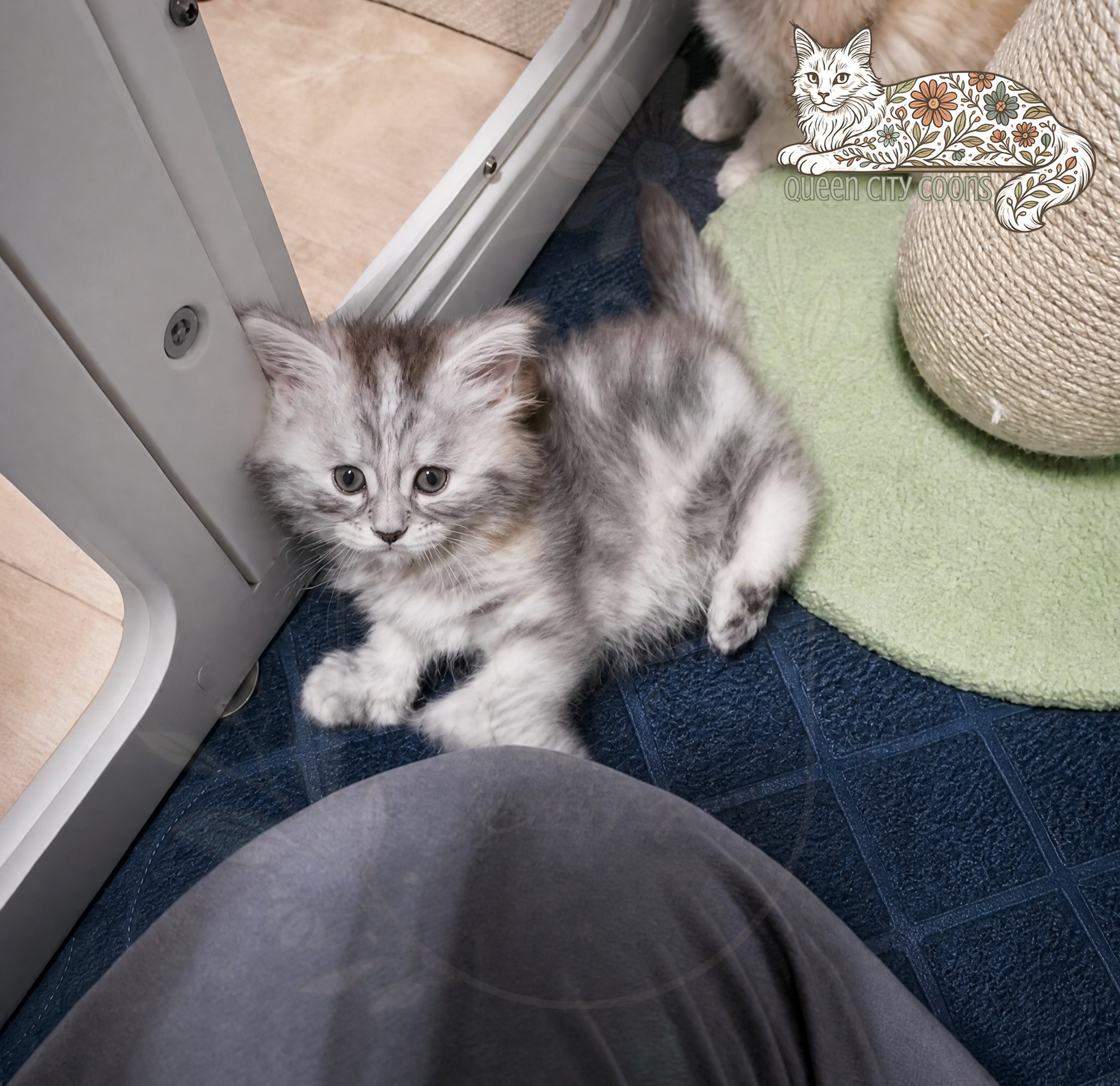 Juniper