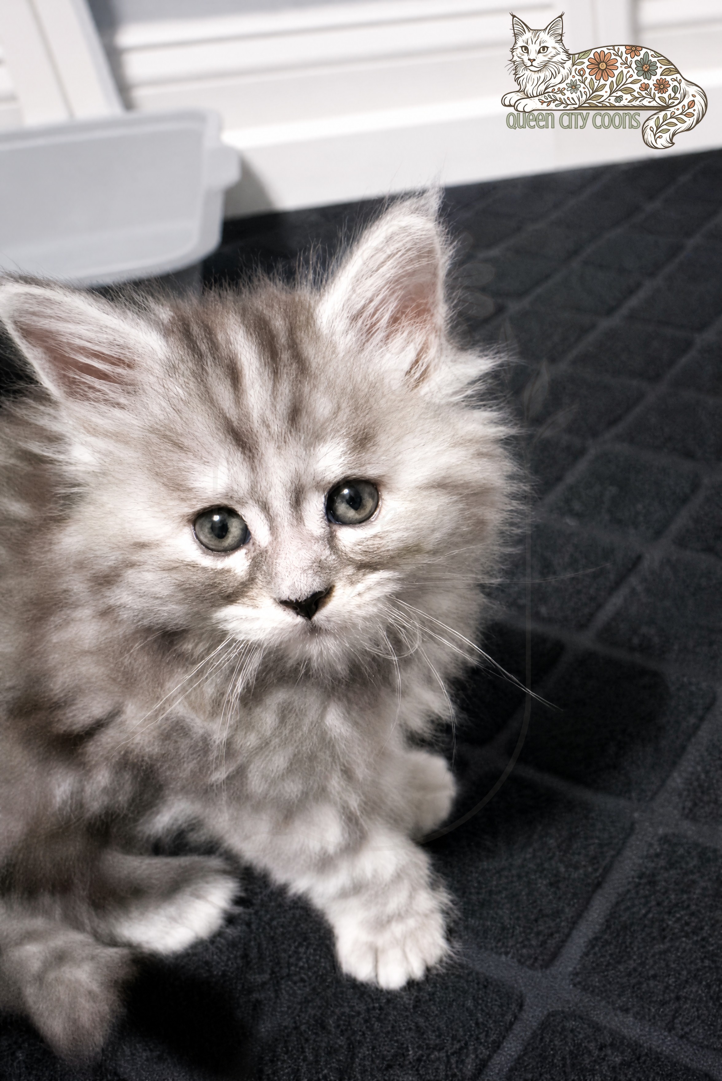 Juniper