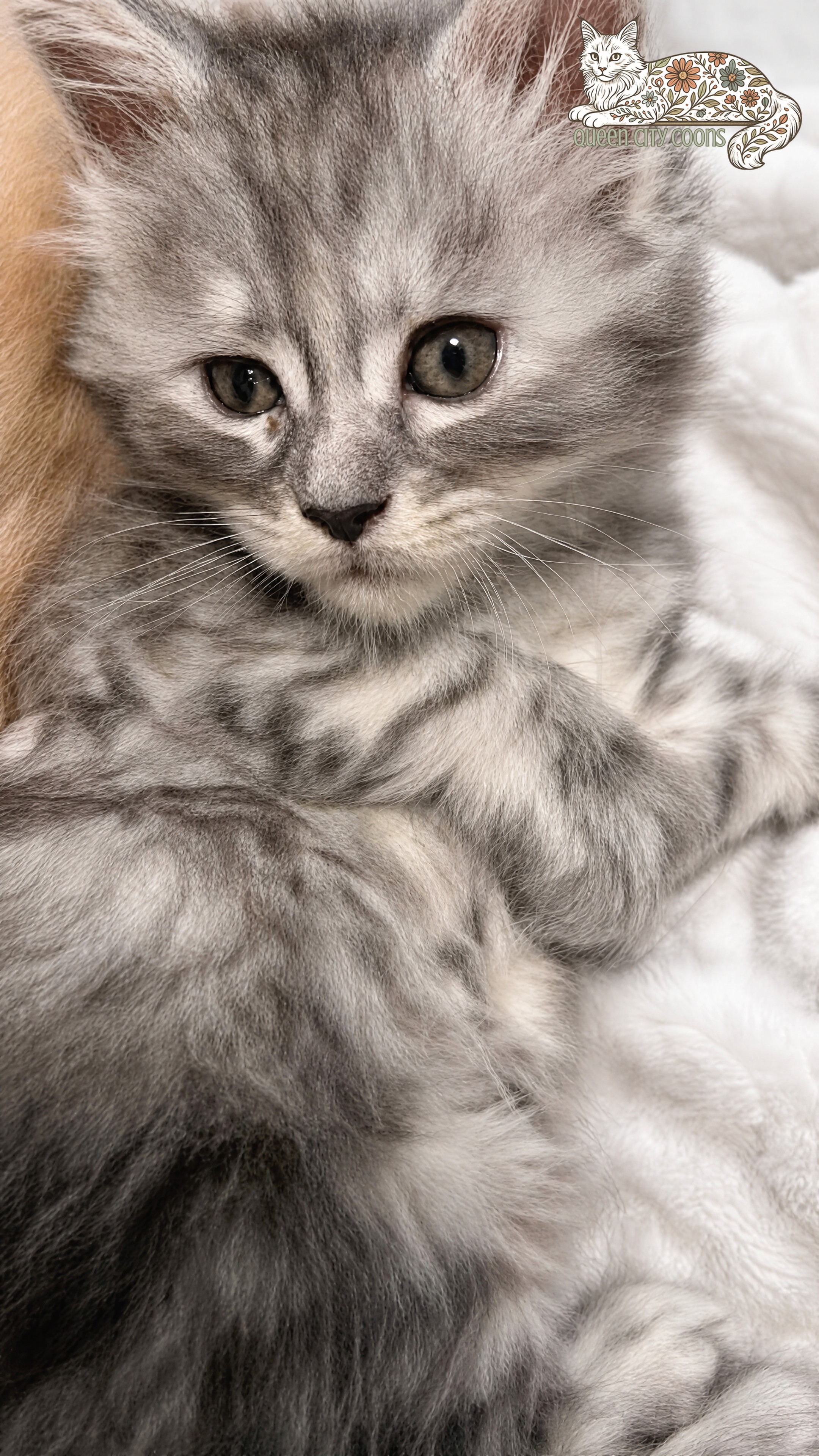 Juniper