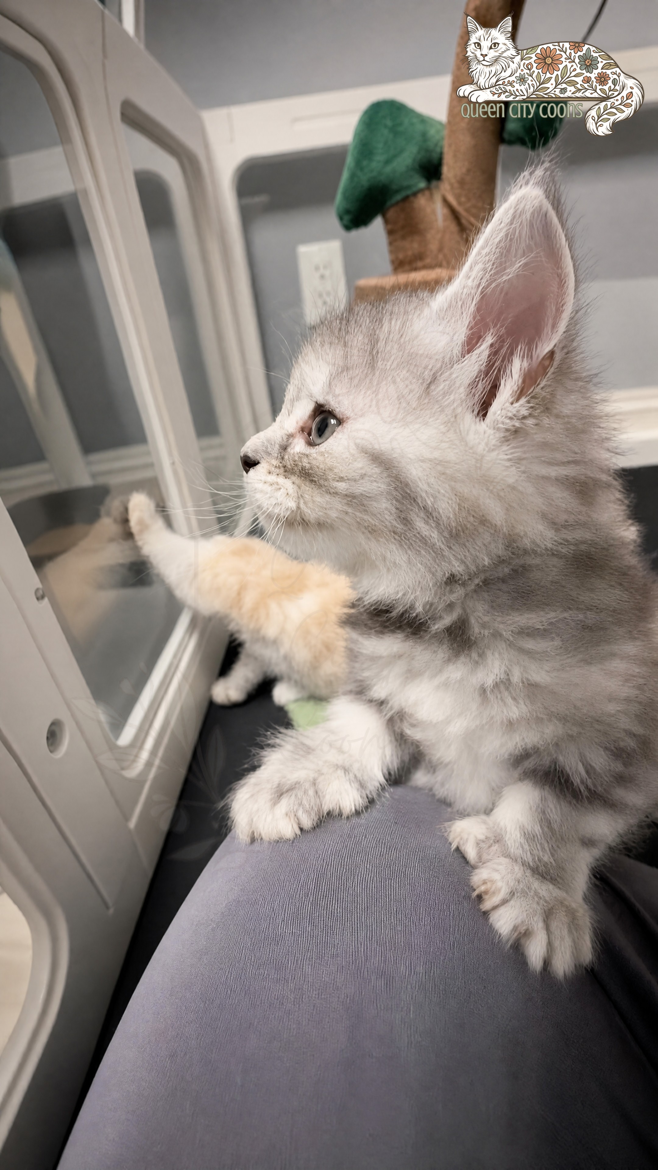 Juniper